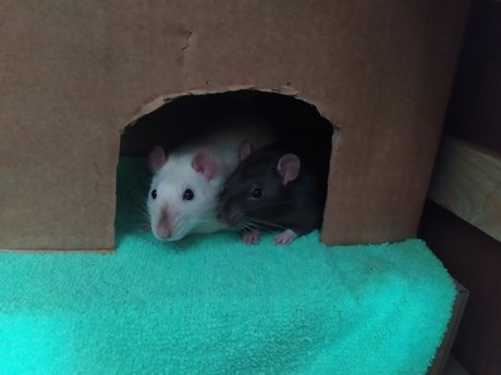 Foto di nudo di fuga di OnlyFans di Mrfufu Duduch Ampamp Mrchurchill Rats