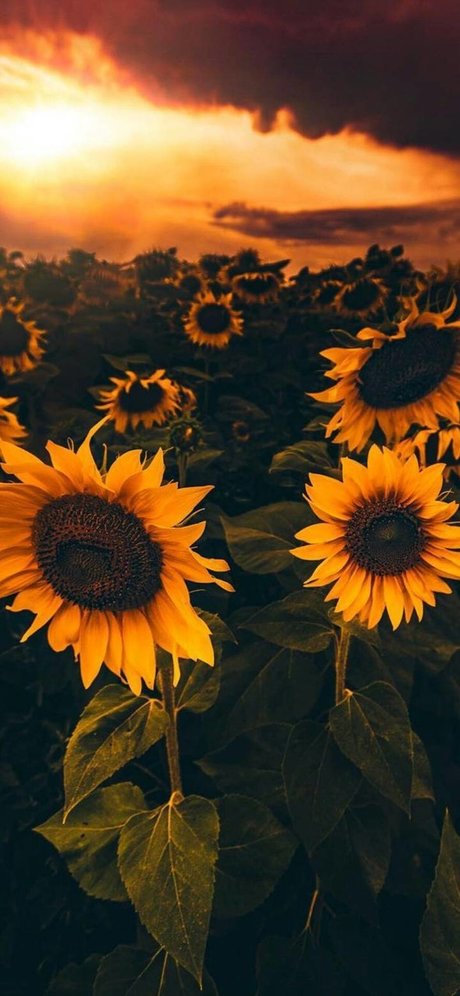 Foto di nudo di fuga di OnlyFans di Sunflower Slt