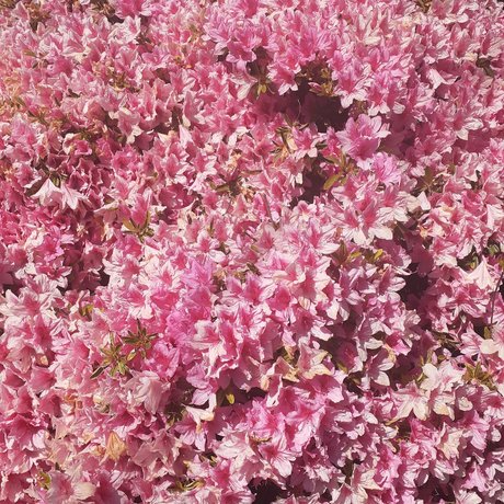 Foto di nudo di fuga di OnlyFans di Angus