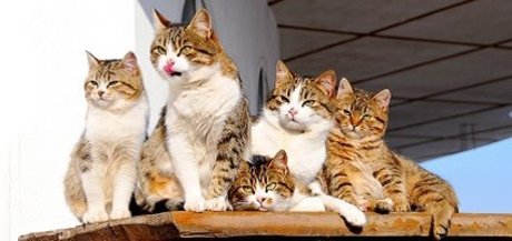 Foto di nudo di fuga di OnlyFans di Fat Cat 