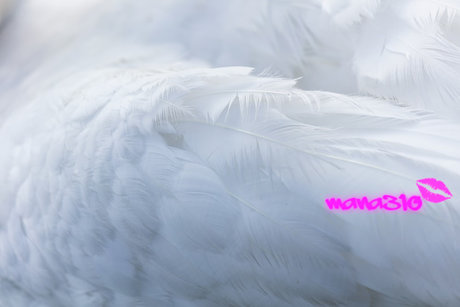 Foto di nudo di fuga di OnlyFans di Mana310