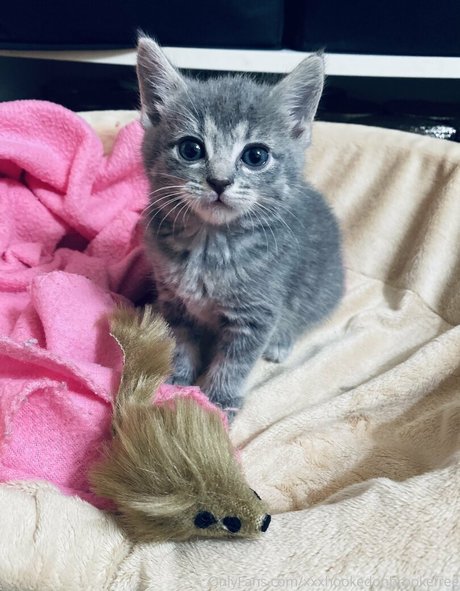 Xxxhookedonbrookefree