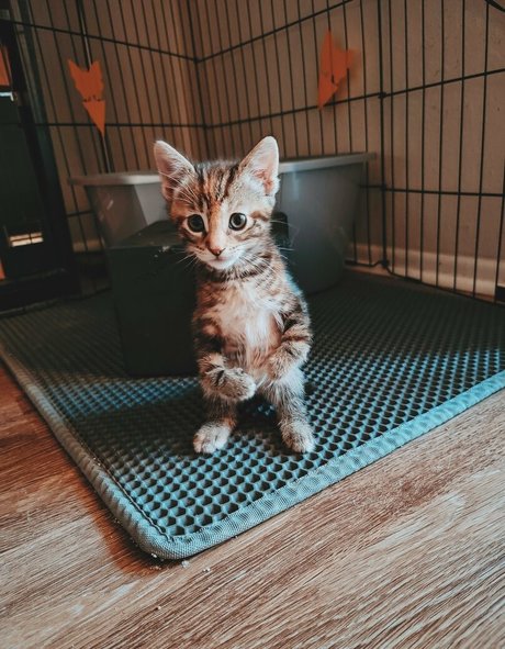 Fosterkittendad