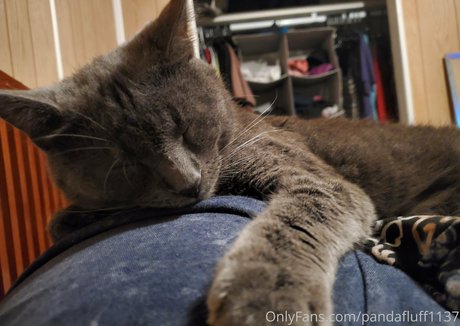 Pandafluff1137